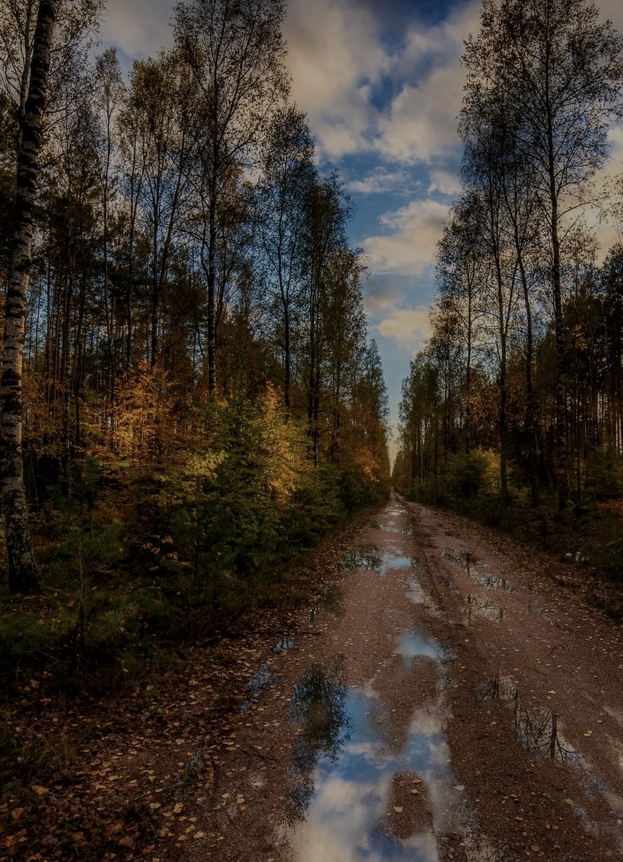 Leśna droga jako obraz drogi procesu